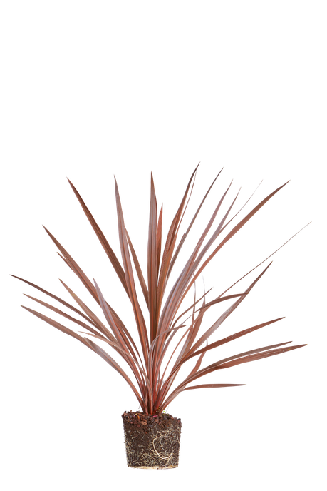 Cordyline australis